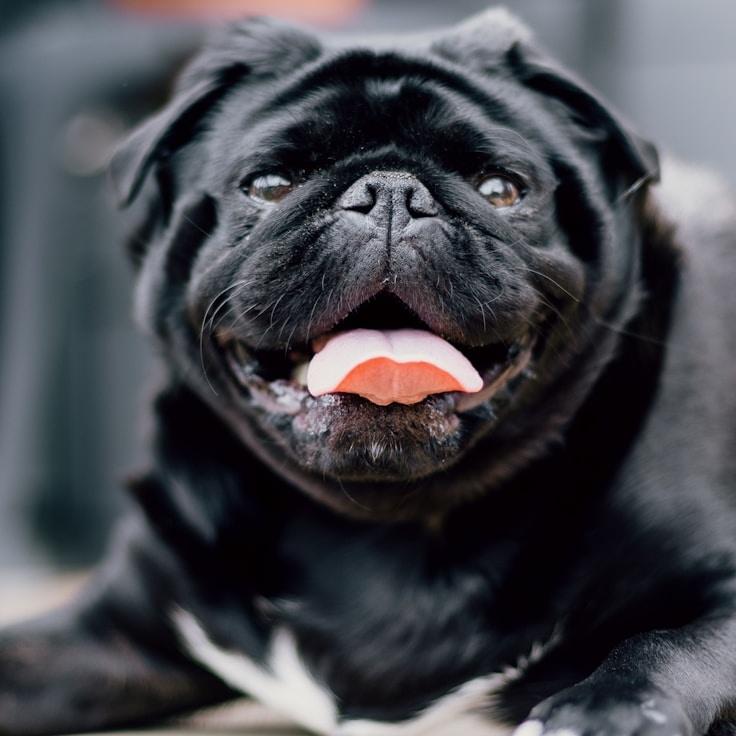 School environment for families in Paris, France